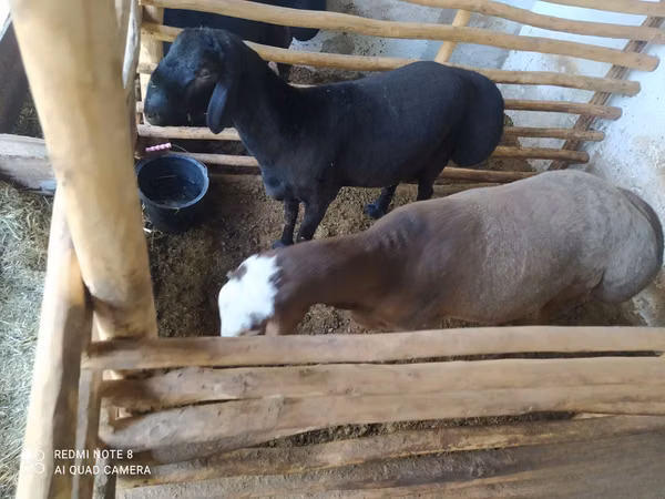 Ram, Sheep — Uzbekistan
