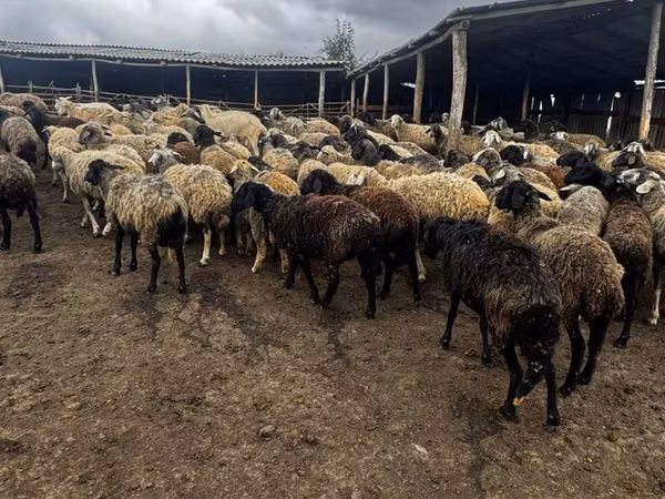 میش, گوسفند