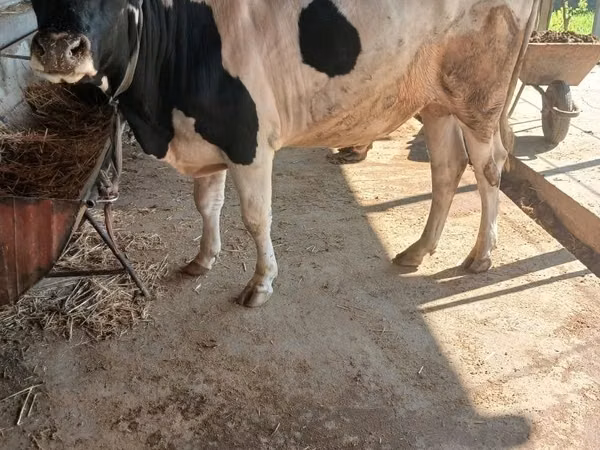 Býk, Russian Black pied cattle