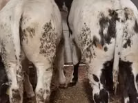 Bull, Simmental cattle — photo 5