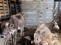 Гов, Swiss cattle — акс 8