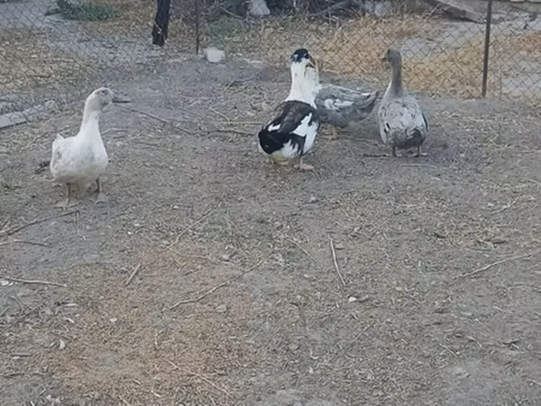 Domestic Muscovy — Kyrgyzstan