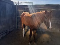 घोड़ा, Kazakh horse — फ़ोटो 1