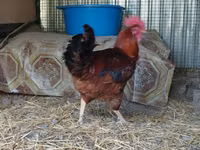 Chickens — photo 2