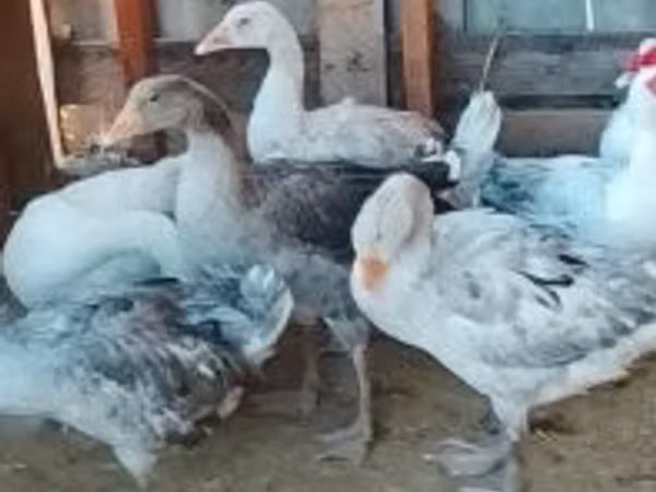 Ducks — Hungary