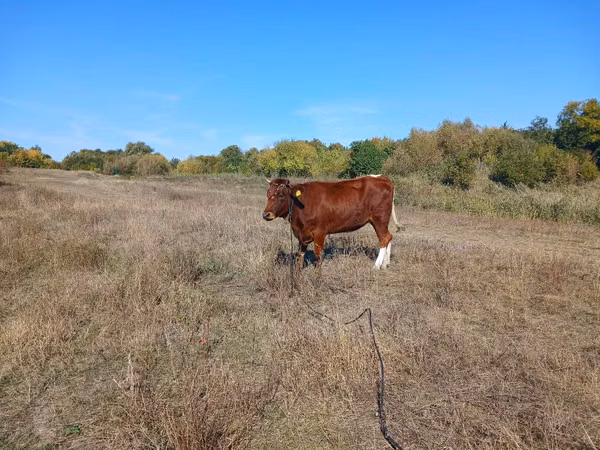 Cow, Simmental cattle — Moldova