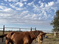 Horse (M), Horses — photo 2