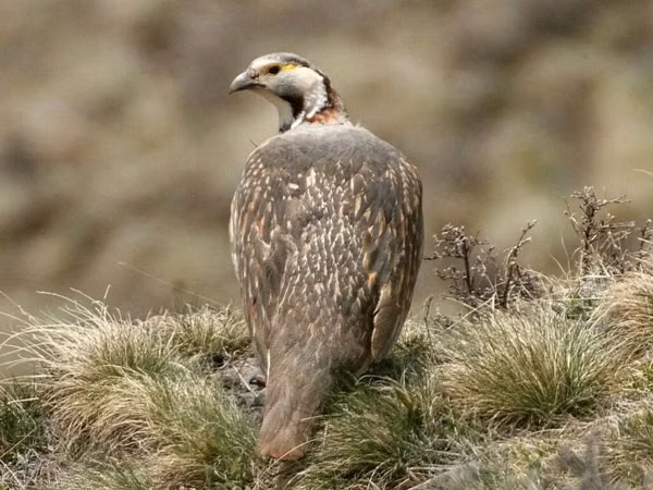 Quails — Киргизстан