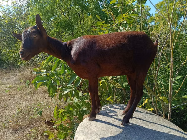 Kambing betina, Murcia-Granada goats