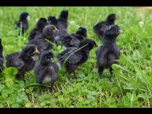 Chickens — Asarbajan