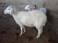 میش, Merino sheep — عکس 8