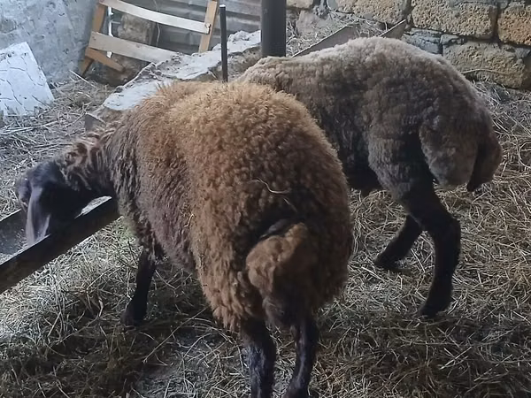 Biri-biri betina, Sheep — Azerbaijan
