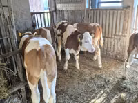 母牛, Simmental cattle — 照片 2