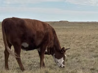 Vaca, Vaca branca de cabeça kazakh — foto 2