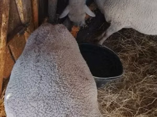 میش, Merino sheep — مجارستان