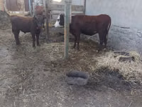 Cow, Cattle — photo 1