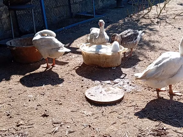 Geese — Azerbaijan