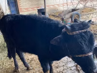 Dibi, Aberdeen-Angus — sawirka 4