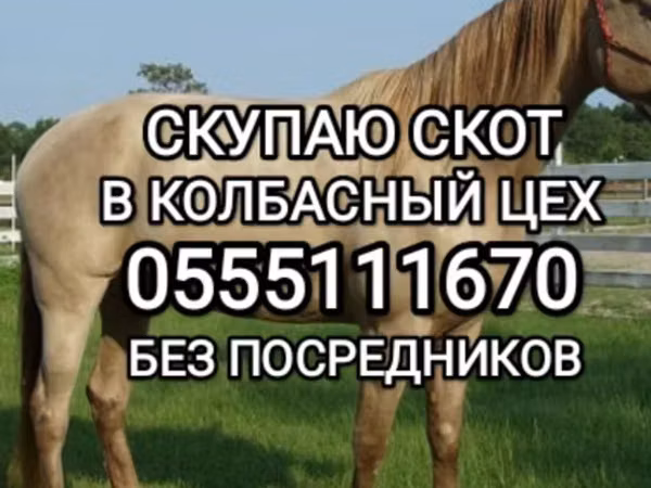 Bull, Cattle — Kyrgyzstan