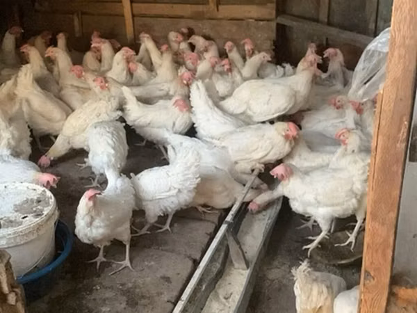 Chickens — Kirgisistan