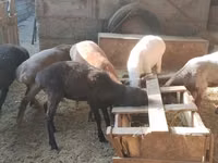 Sheep, Sheep — photo 3
