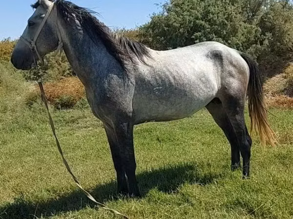 Aygʻir, Mustang