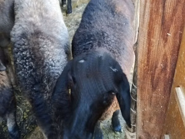 Schaap, Schapen — Oezbekistan