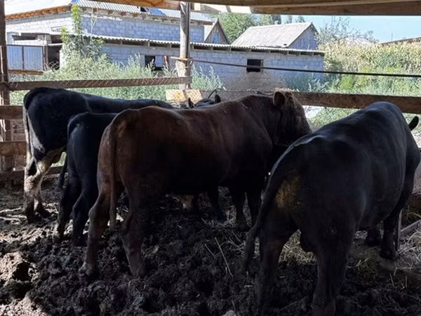 Bull, Aberdeen-Angus — Kyrgyzstan