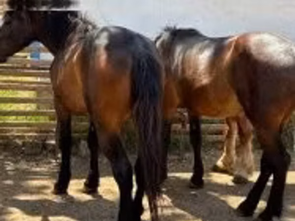 Cavalla, Cavalli — Ungheria