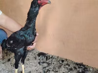 Chickens — foto 2