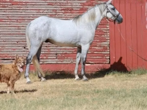 Horse (M), Tennessee Walking Horse