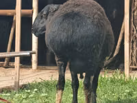 Ram, Blackheaded Persian sheep — photo 7