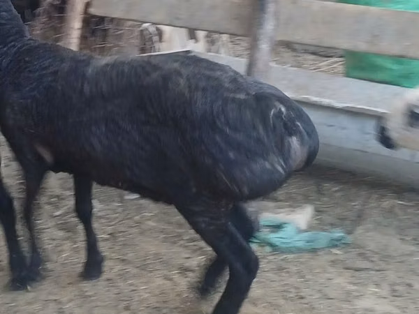 Sheep, Sheep — Uzbekistan