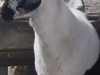 公羊, Sheep — 照片 3