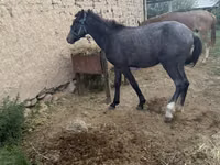 ፈረስ, Friesian sport horse — ፎቶ 3