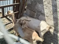 Buk, Alpine goat — foto 3