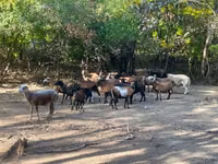 گوسفند (گروه، جنسیت مشخص نشده), Cameroon sheep — عکس 2