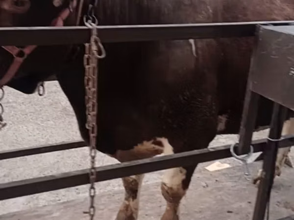 Bull, Cattle — Uzbekistan