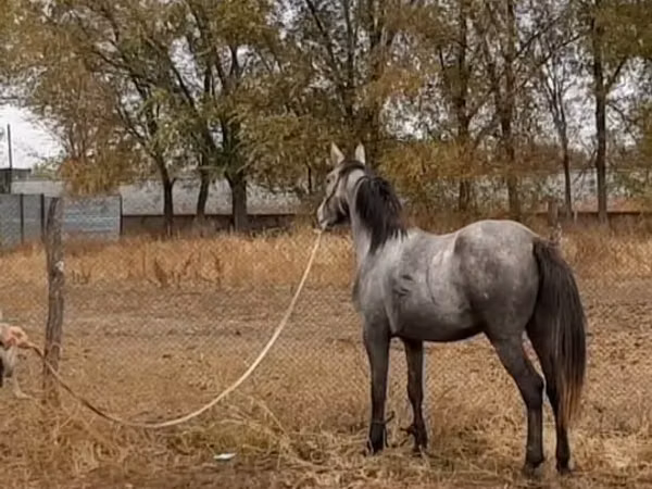 Mare, Thoroughbred horse — Kazakhstan