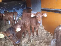 Sığır (parti, cinsiyet belirtilmedi), Simmental cattle — foto 2