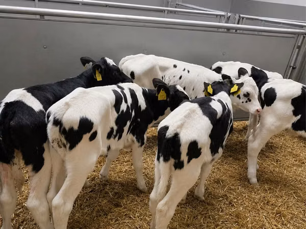 सांड, Russian Black pied cattle