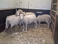 Sheep, Sheep — photo 2