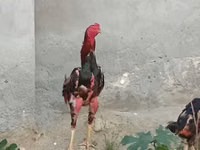 Chickens — عکس 3