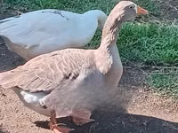 Geese — photo 3