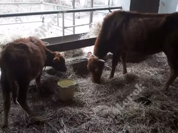 Vache, Bovins — Turkménistan
