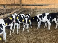 Stier, Russian Black pied cattle — foto 2