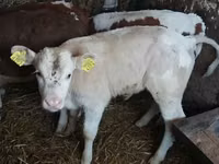मवेशी (लॉट, लिंग निर्दिष्ट नहीं), Simmental cattle — फ़ोटो 2