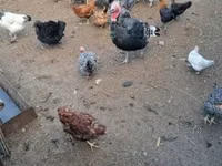 Chickens — foto 3