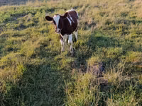 Vache, Bovins — photo 2