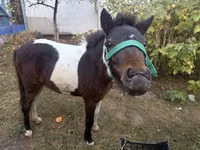 Kuda betina, Horses — foto 3